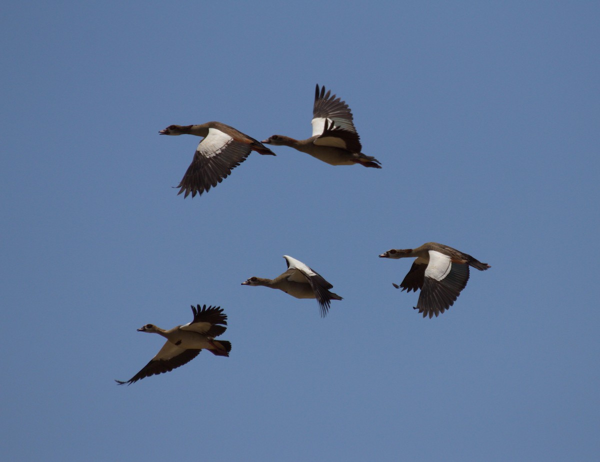 Egyptian Goose - ML45489491