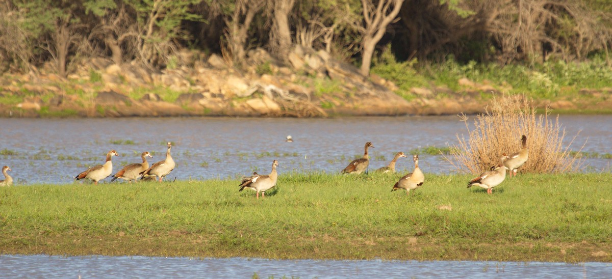 Egyptian Goose - ML45489501