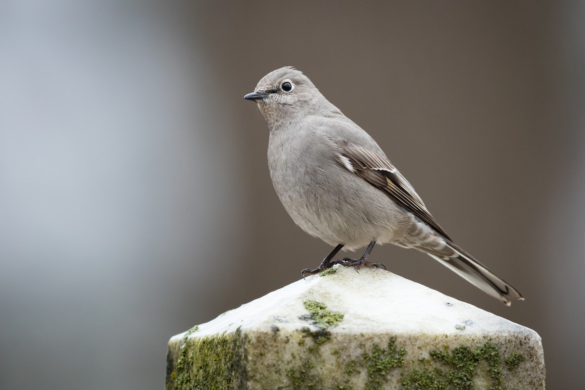 Townsend's Solitaire - Ryan Sanderson