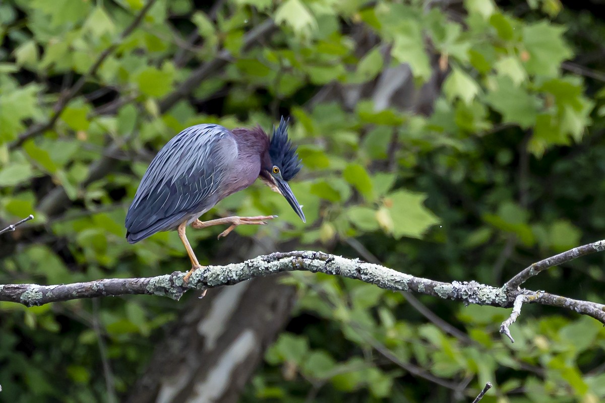 Green Heron - Alan Wells