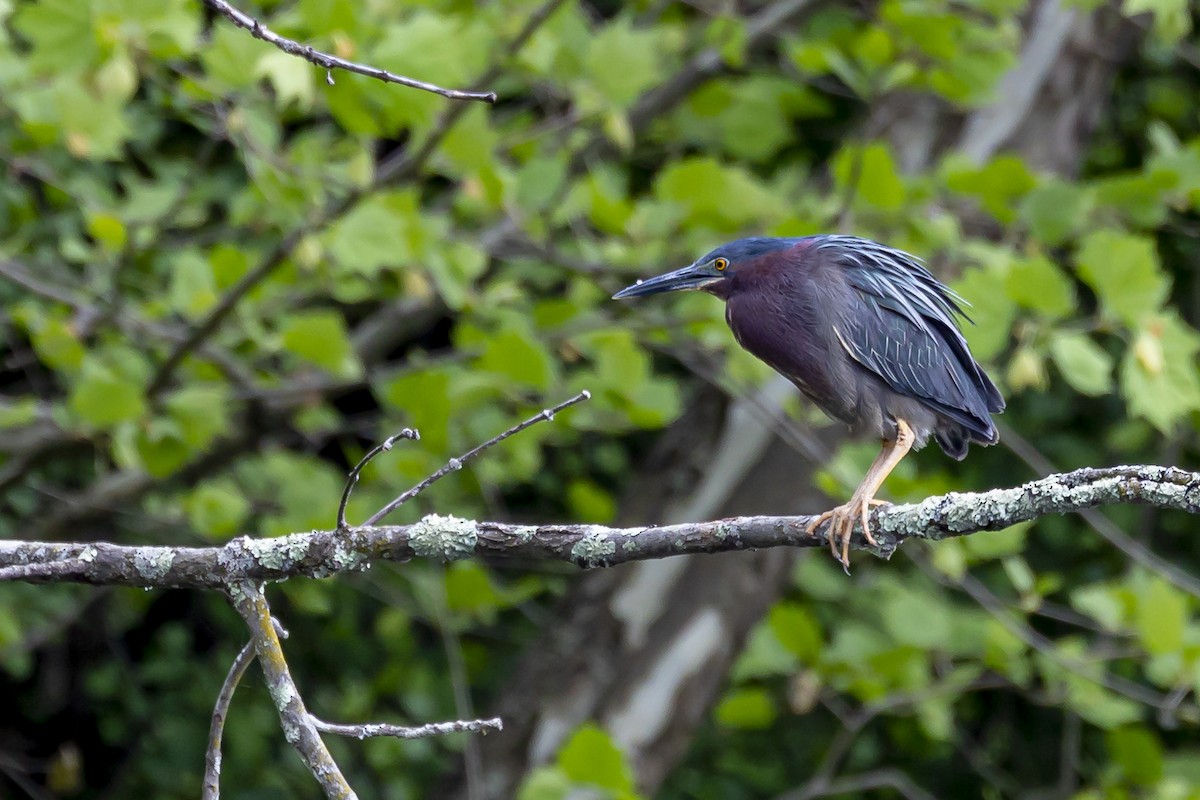 Green Heron - ML454895471