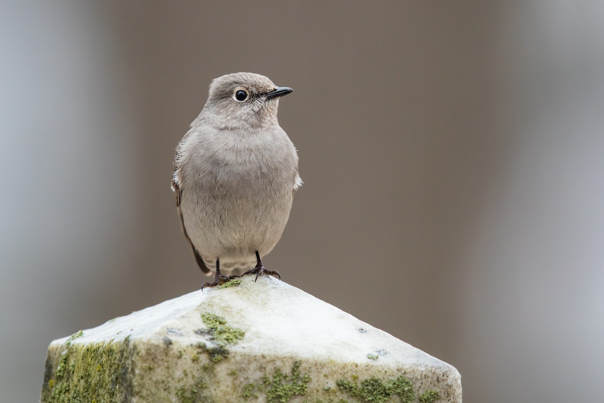 Townsend's Solitaire - ML45489581