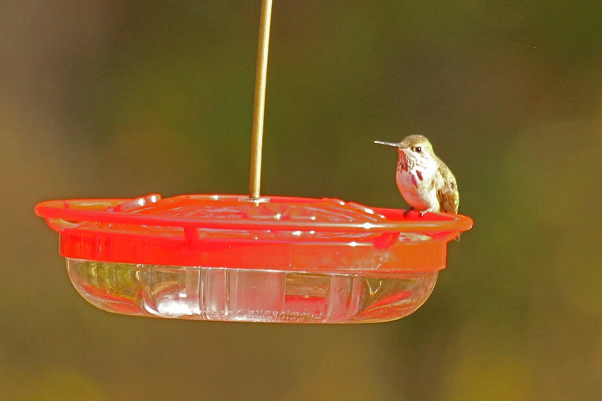 Calliope Hummingbird - ML45490031
