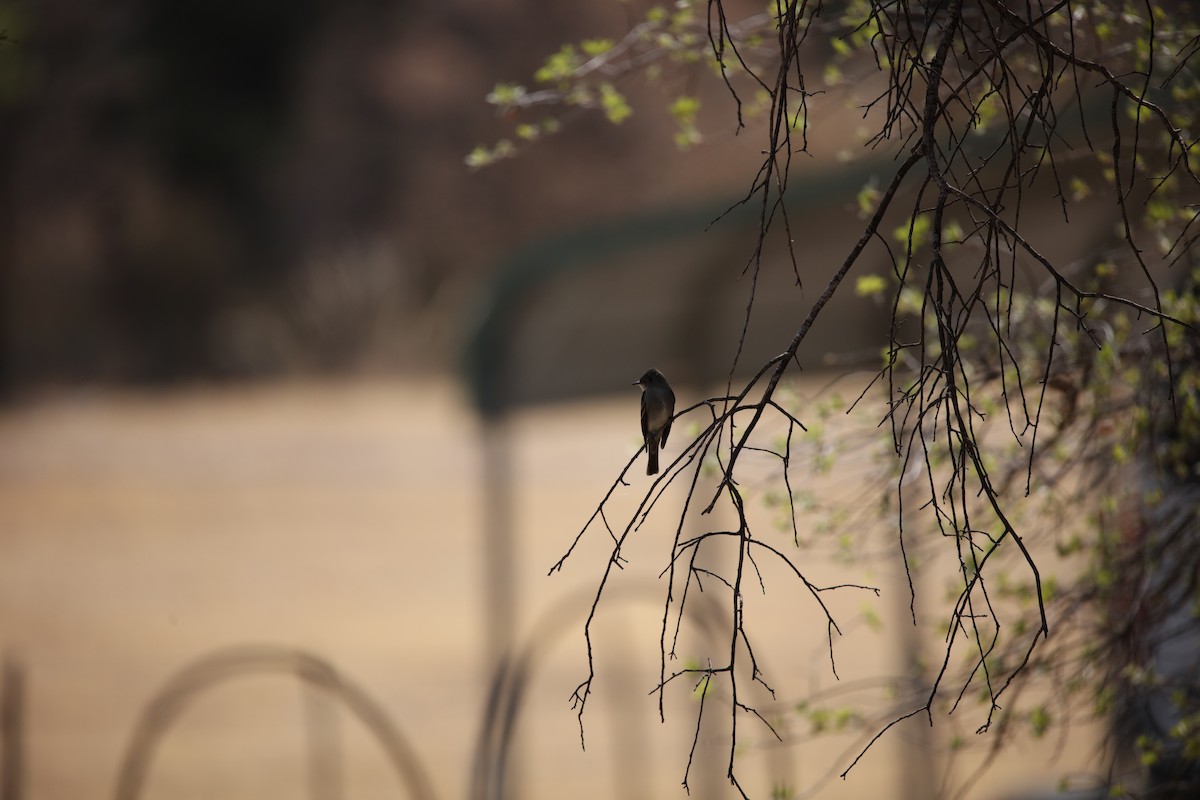 Western Wood-Pewee - ML454901371