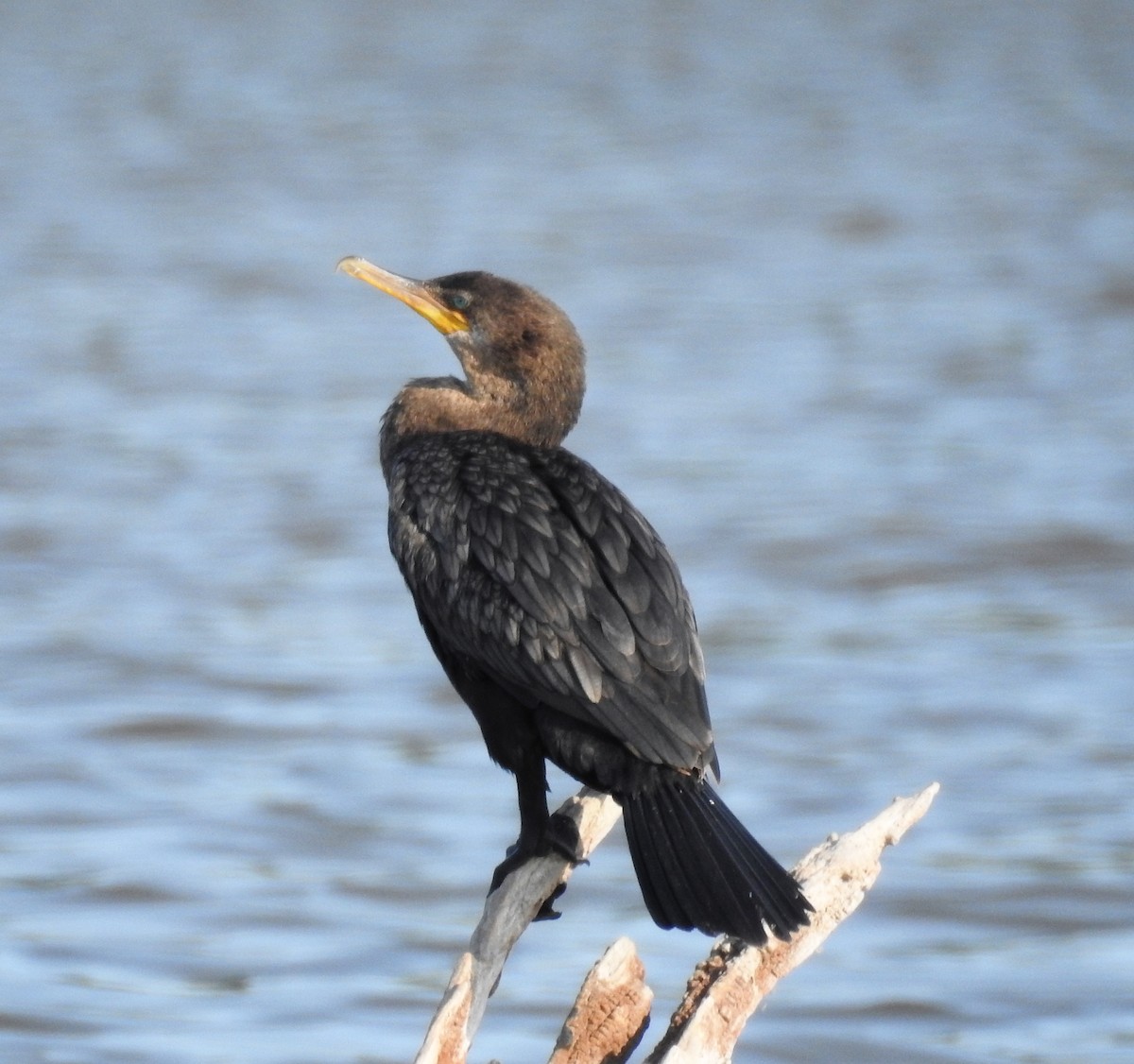 Neotropic Cormorant - ML454901741