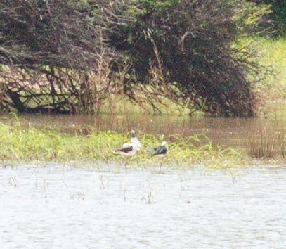 Black-winged Stilt - ML45490181