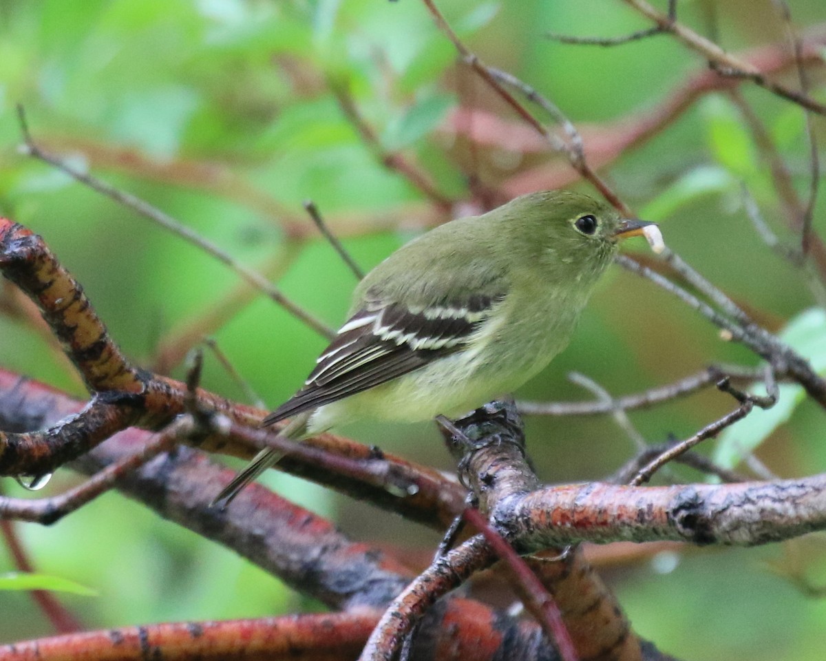 Yellow-bellied Flycatcher - ML454902771