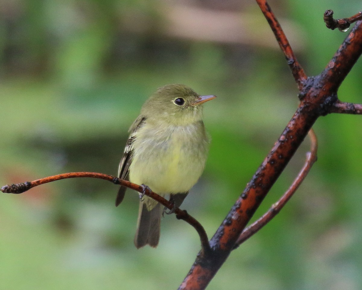 Yellow-bellied Flycatcher - ML454902781