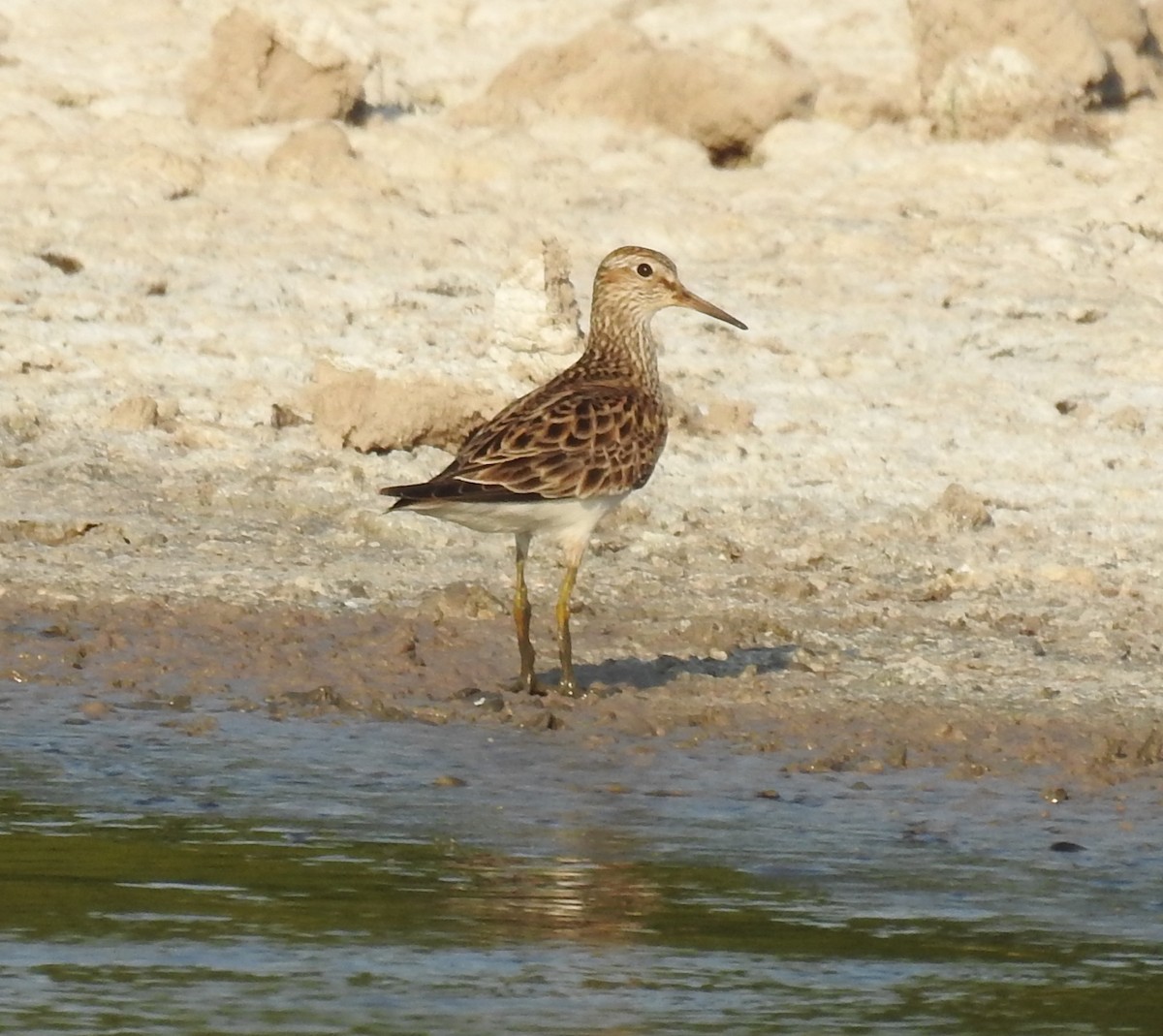 Pectoral Sandpiper - Amy Lyyski