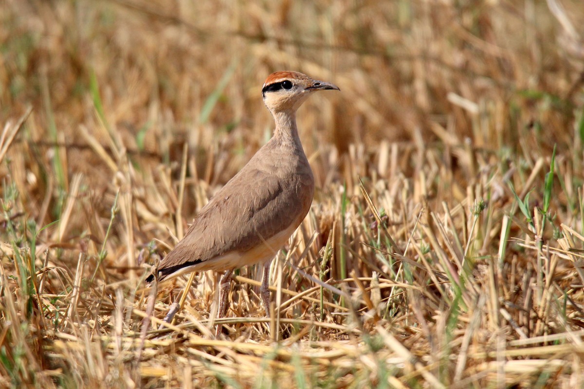 Temminck's Courser - ML454902921