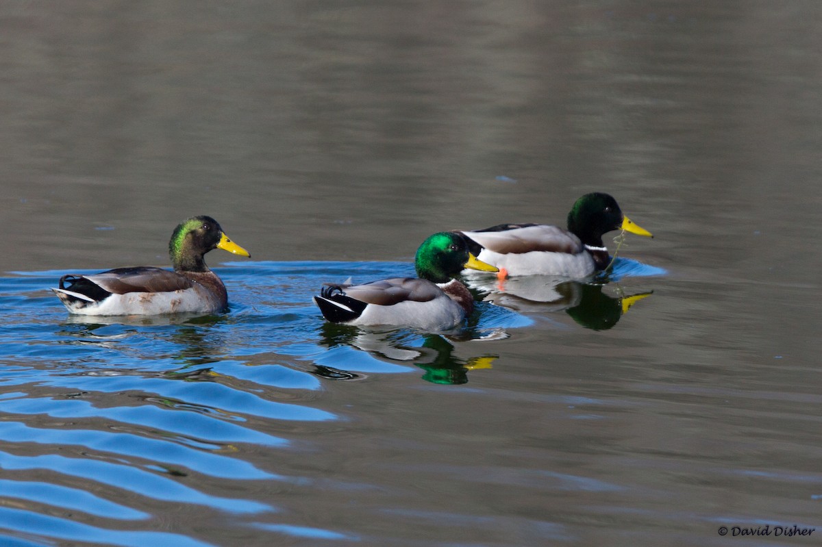 Canard colvert - ML45490311