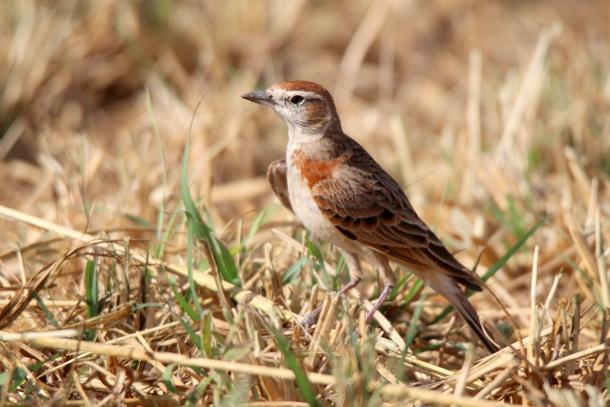 Red-capped Lark - ML454903421