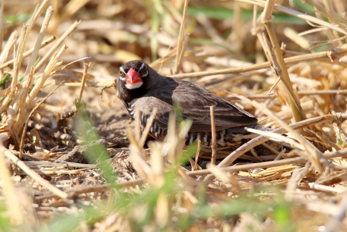 Quailfinch - ML454903721