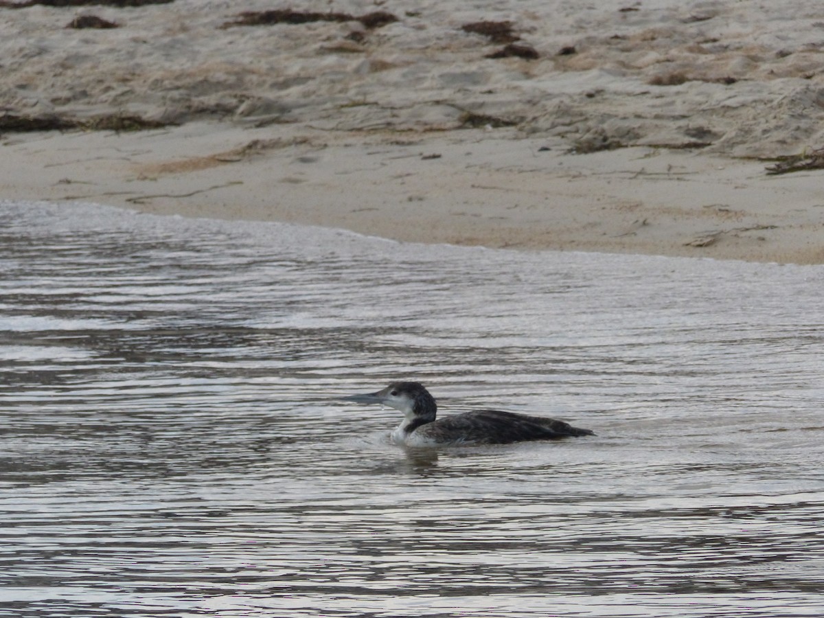 Common Loon - ML454904741