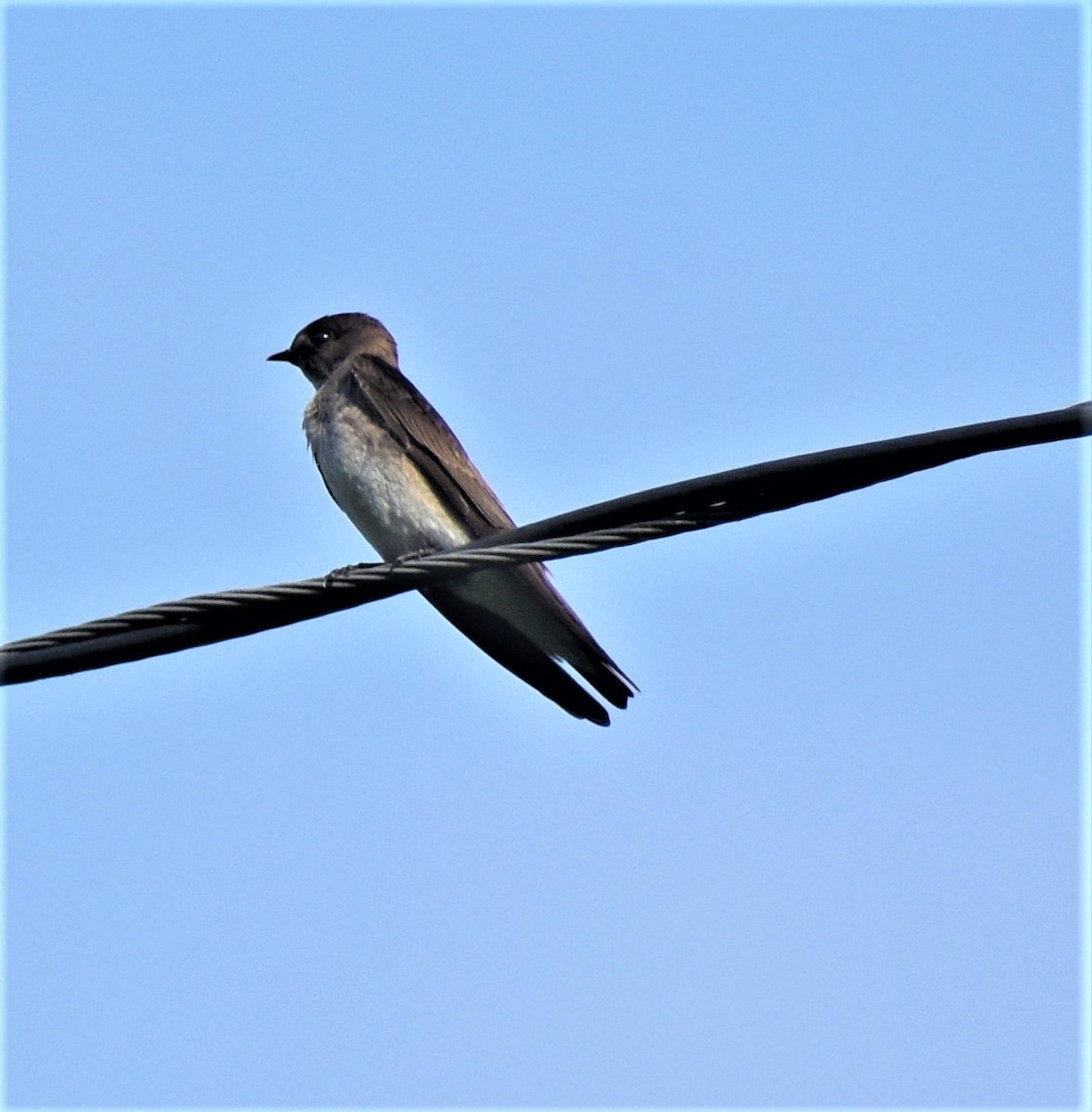 Northern Rough-winged Swallow - ML454905201