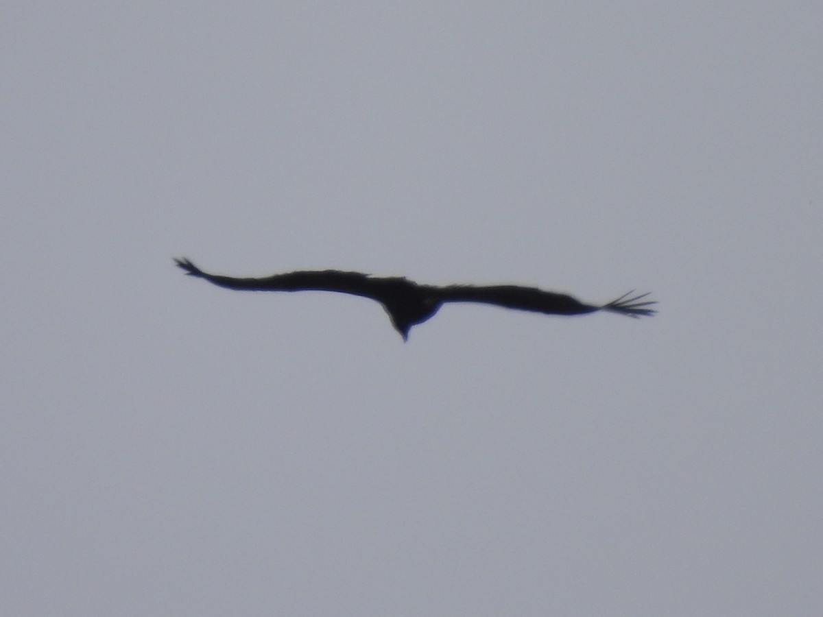 Cinereous Vulture - Joseba Amenabar