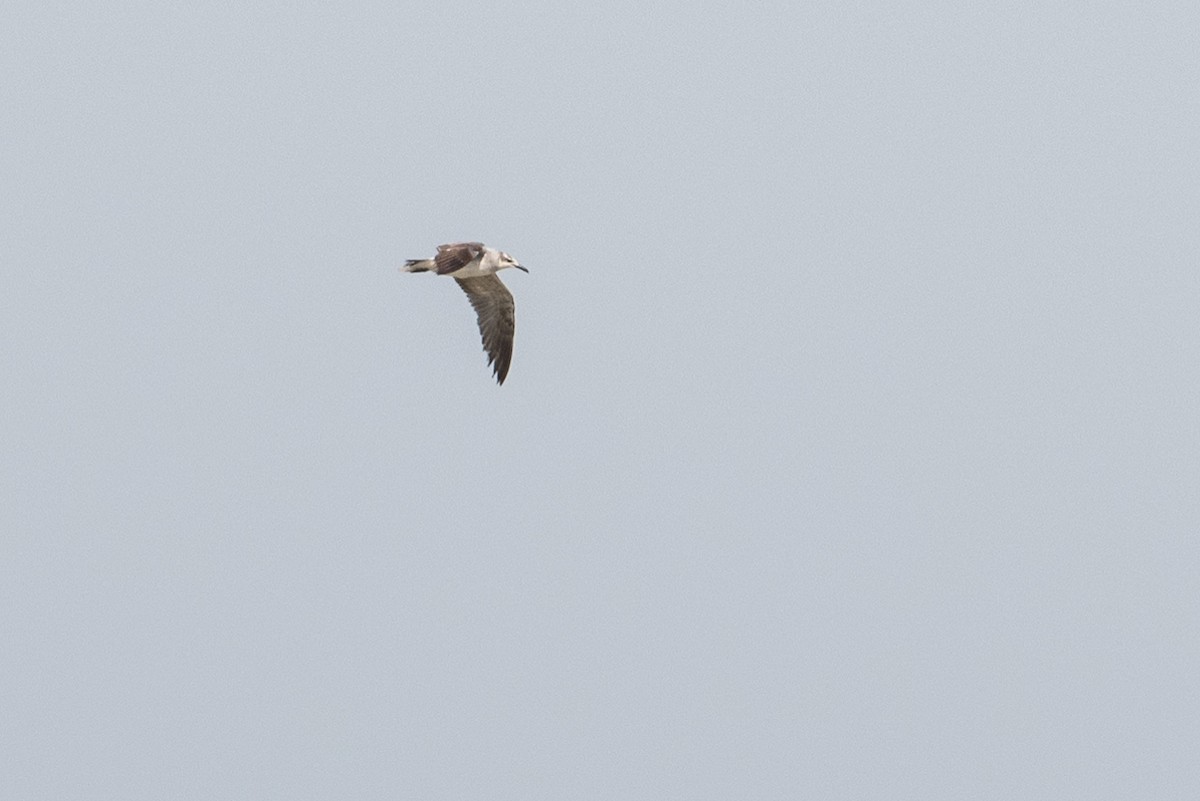 Laughing Gull - Graham Gerdeman