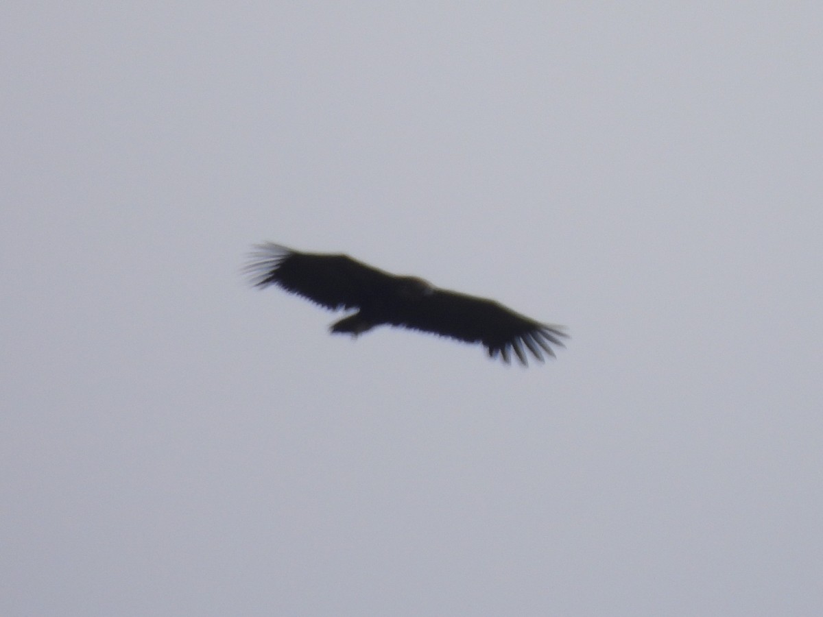 Cinereous Vulture - Joseba Amenabar