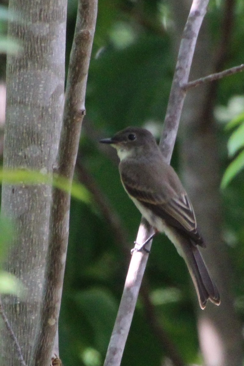 Eastern Phoebe - ML454910701