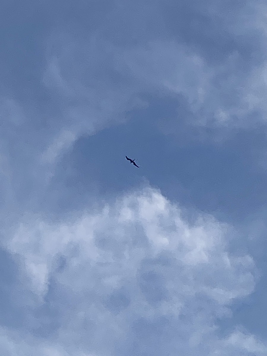 Magnificent Frigatebird - ML454911051