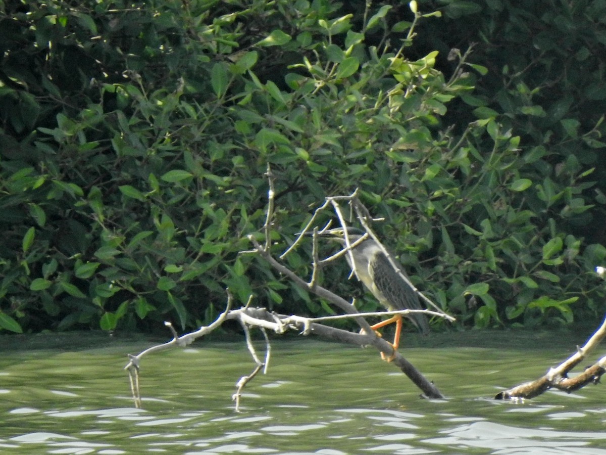 Striated Heron (Old World) - ML454911381