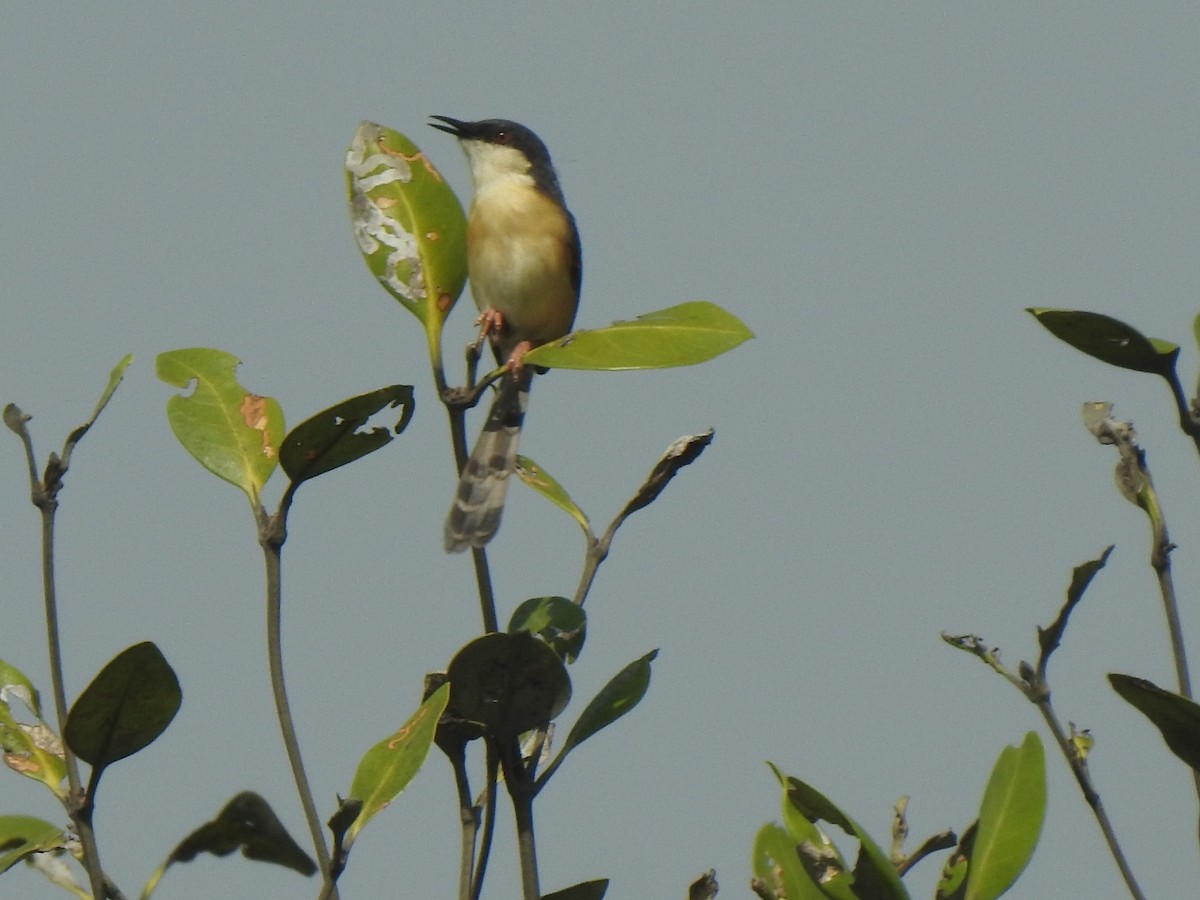 Ashy Prinia - ML454911551