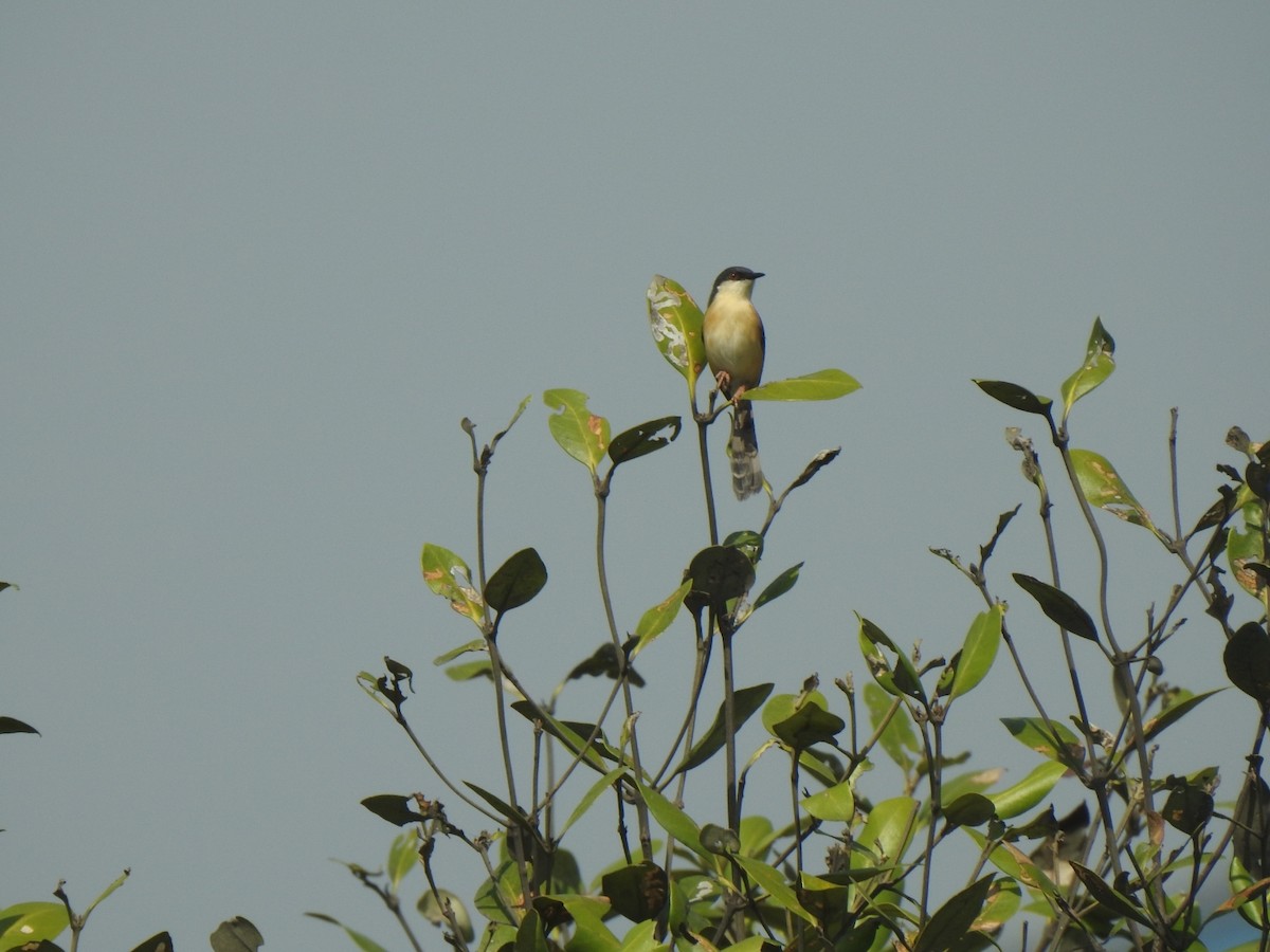 Ashy Prinia - ML454911561