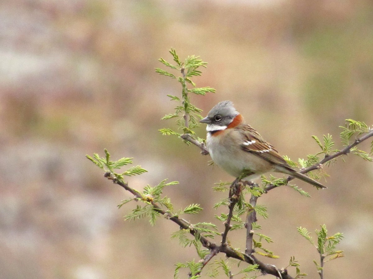 Rufous-collared Sparrow (Patagonian) - ML454911721