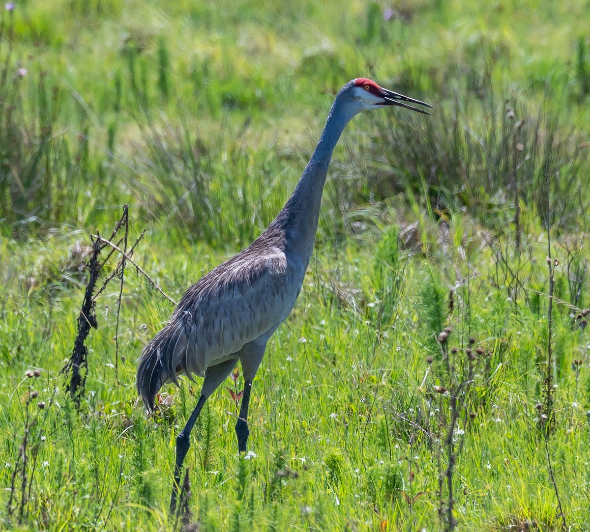 Sandhill Crane - ML454912251