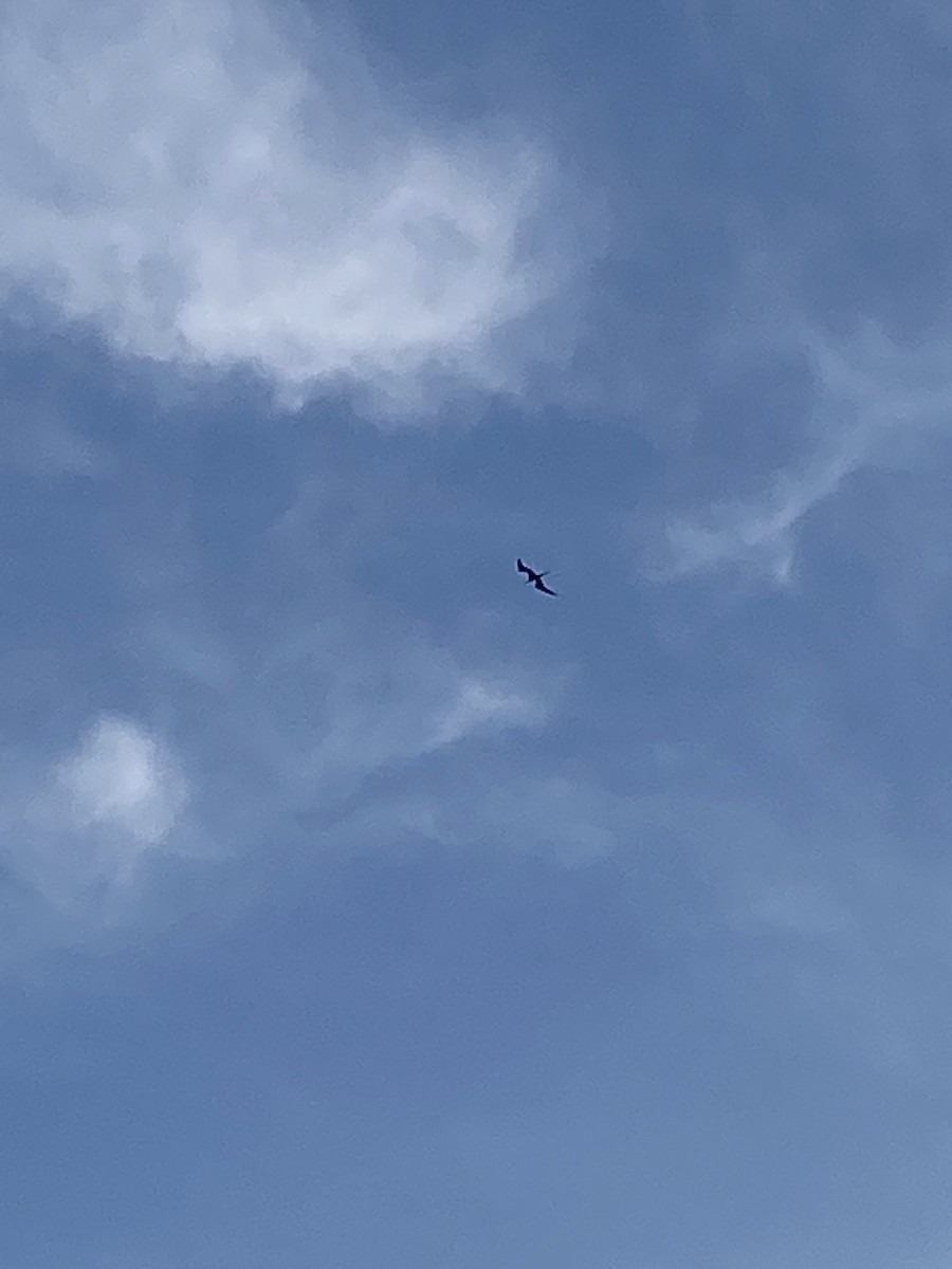 Magnificent Frigatebird - ML454912461