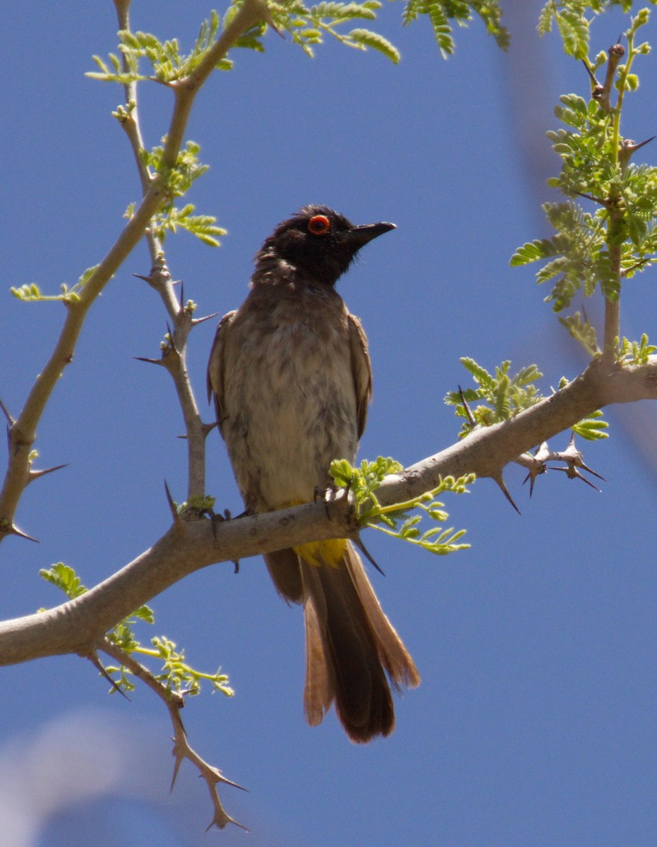 Black-fronted Bulbul - ML45491251