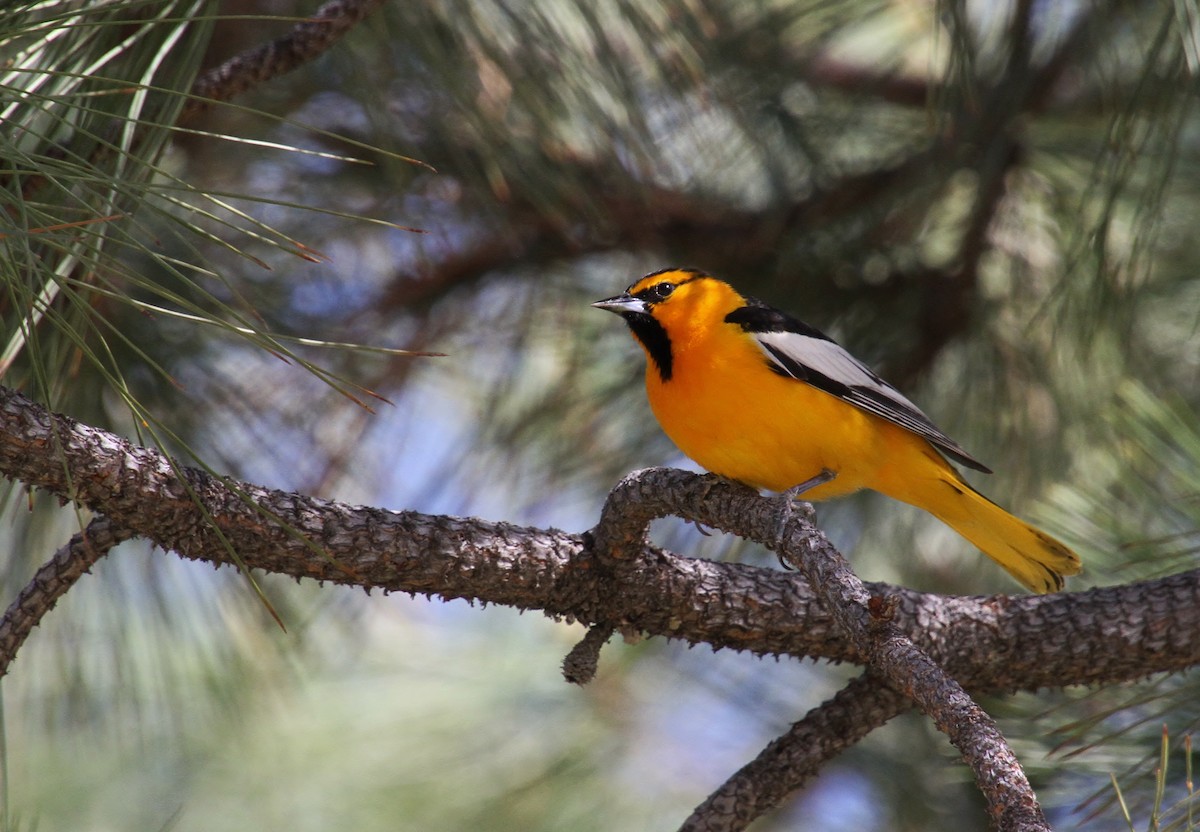 Bullock's Oriole - ML454912821