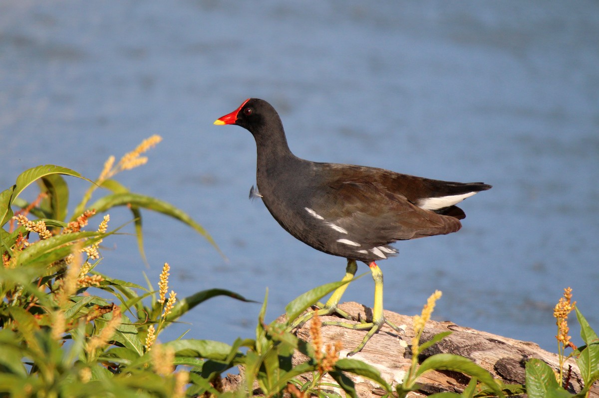 Gallinule poule-d'eau - ML454912981