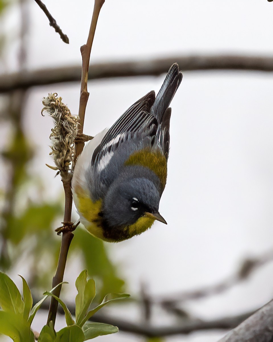 Northern Parula - ML454913731