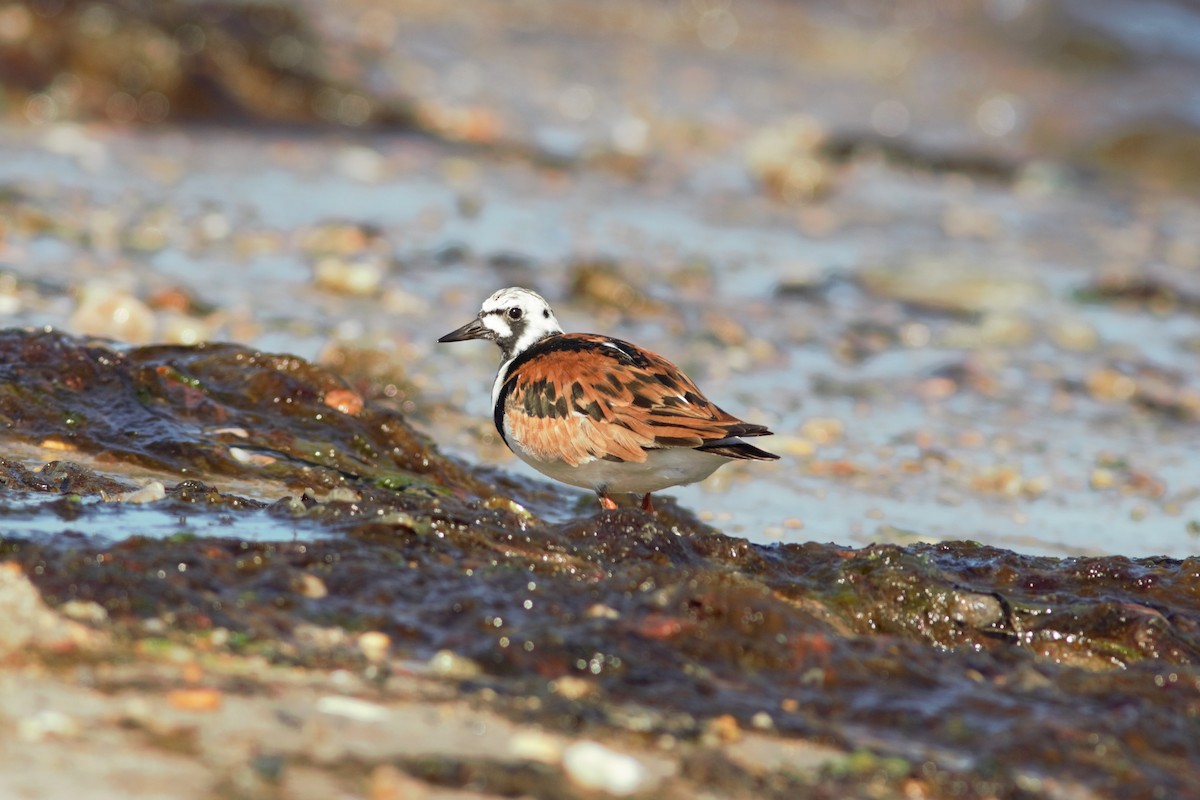 Ruddy Turnstone - ML454914481