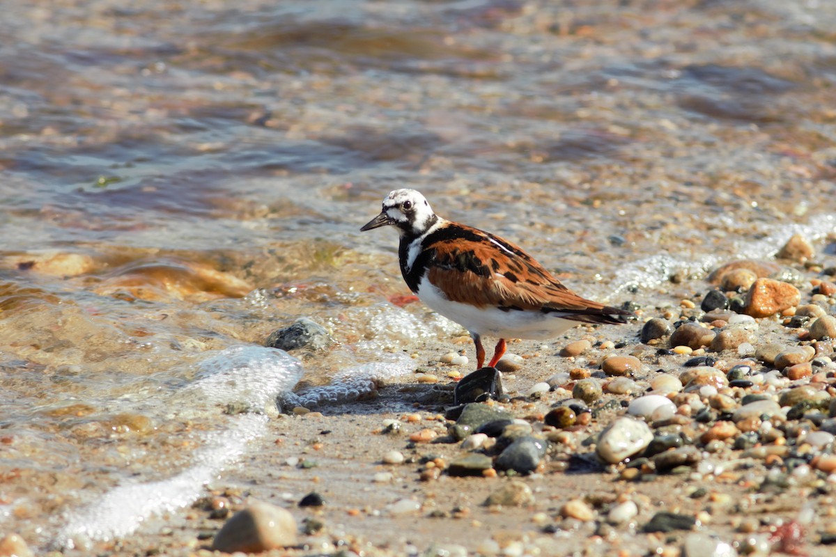 Ruddy Turnstone - ML454914501