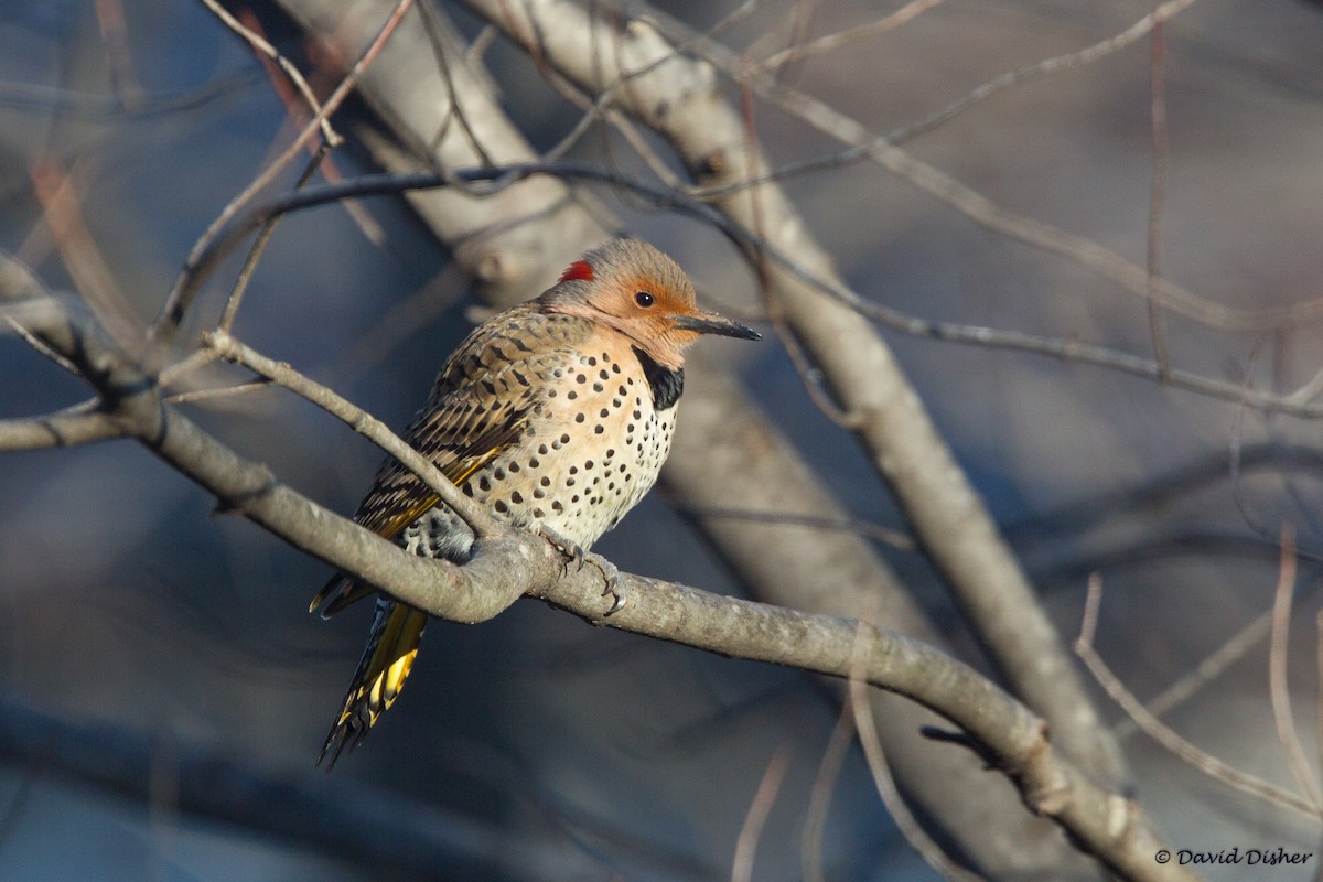 Northern Flicker - ML45491511