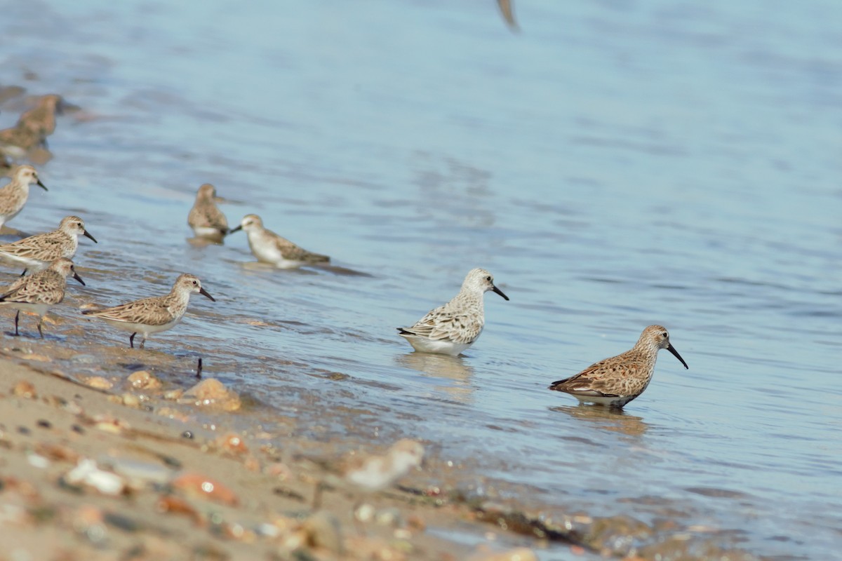 Dunlin - ML454915441