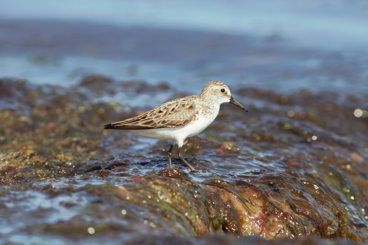 Semipalmated Sandpiper - ML454915981