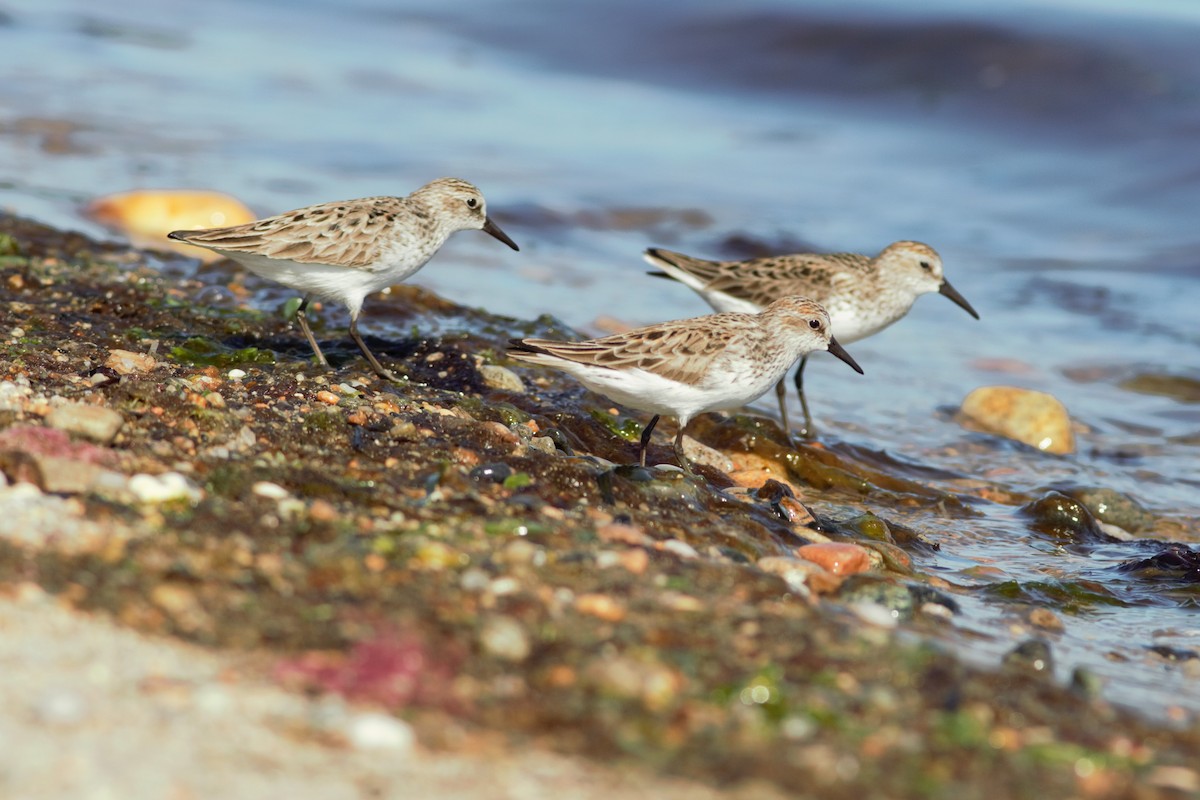 Semipalmated Sandpiper - ML454916001