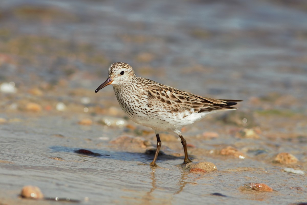 White-rumped Sandpiper - ML454916281