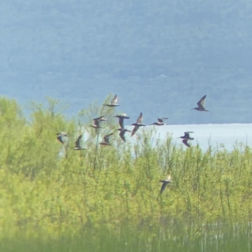 kortnebbekkasinsnipe - ML454916781