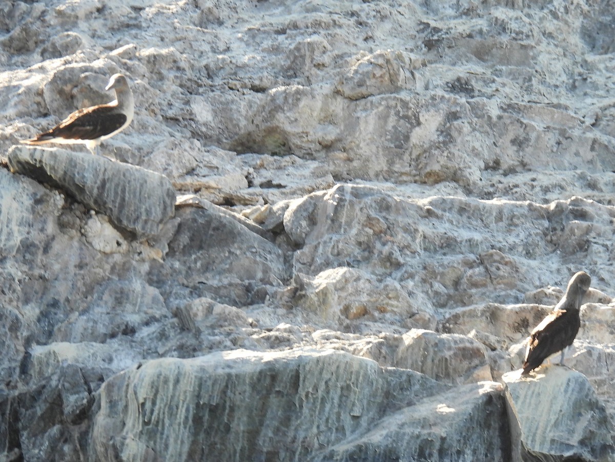 Blue-footed Booby - bob butler