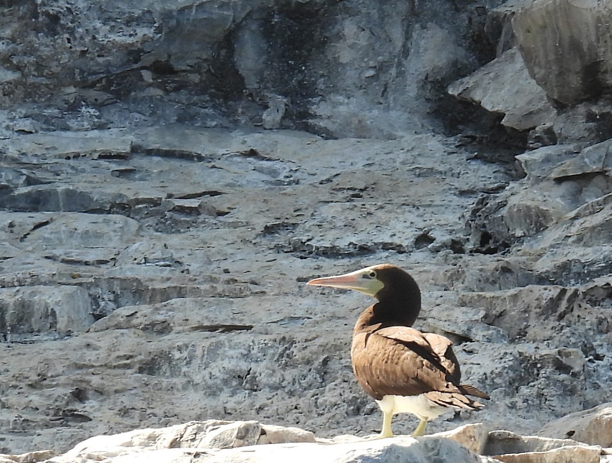 Brown Booby (Brewster's) - bob butler