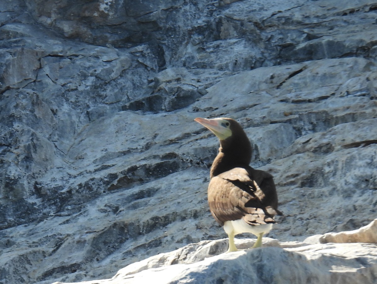 Brown Booby (Brewster's) - bob butler