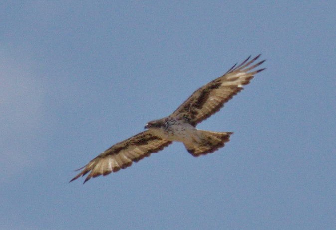 African Hawk-Eagle - ML45491841