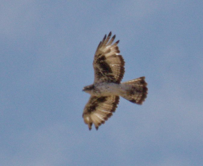 African Hawk-Eagle - ML45491891