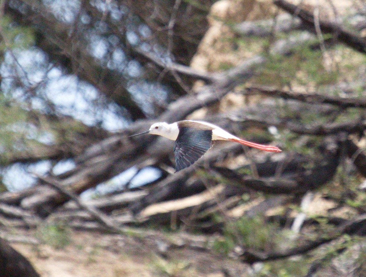 Black-winged Stilt - ML45491941