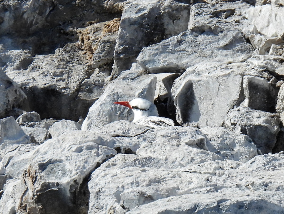 Red-billed Tropicbird - bob butler