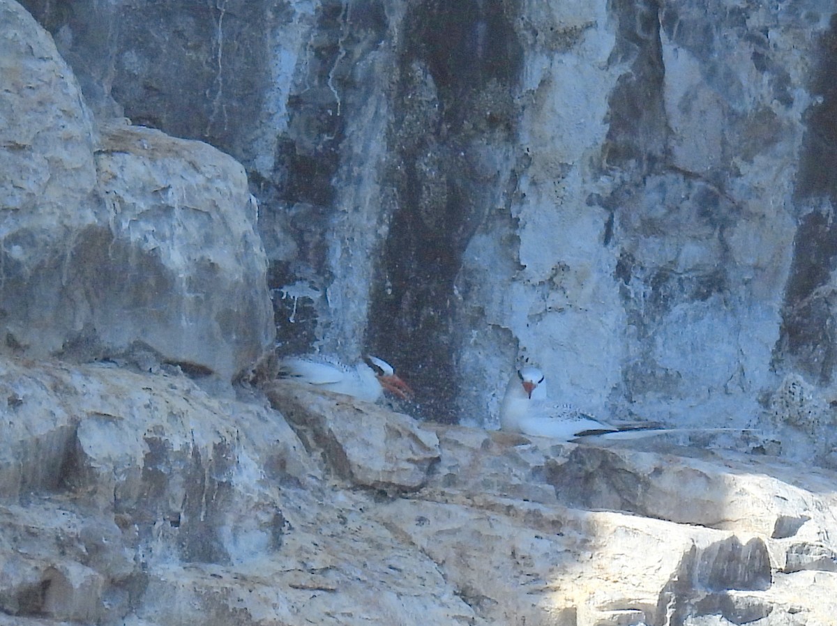 Red-billed Tropicbird - bob butler